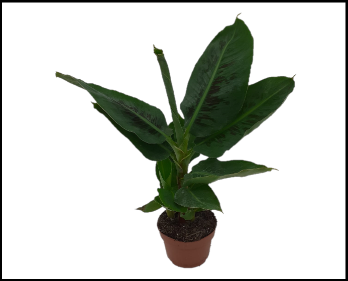 Musa Tropicana - Banana Plant