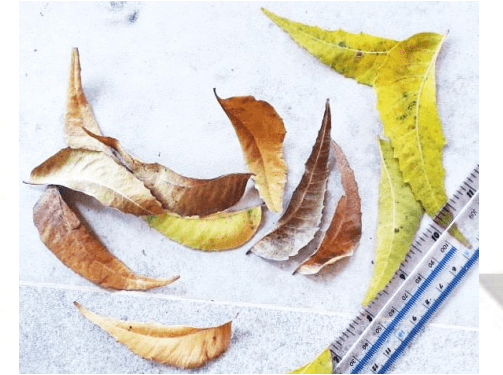 Neem Leaves
