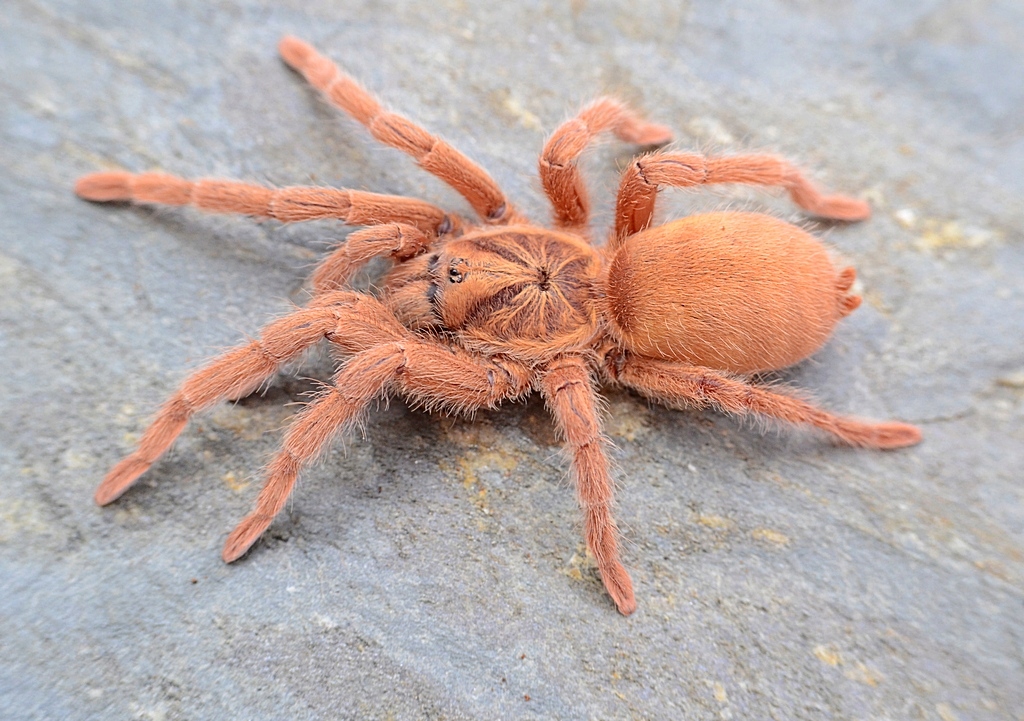 Neoholothele Incei - Gold