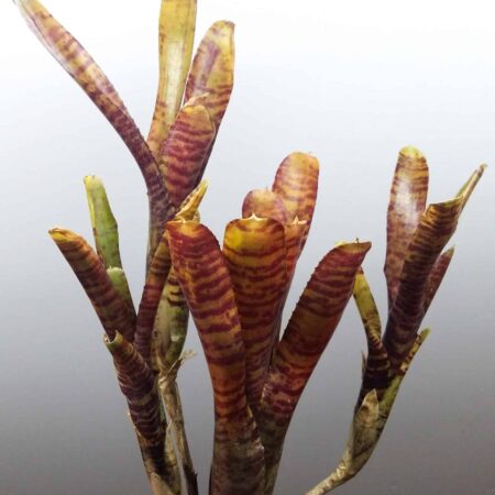 Neoregalia Popoki Dark