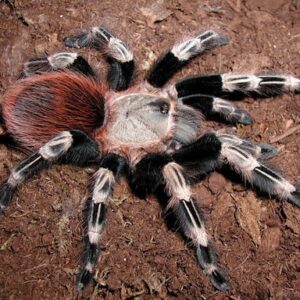 Vitalius Chromatus (formerly Nhandu)