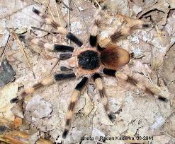 Nhandu coloratovillosus