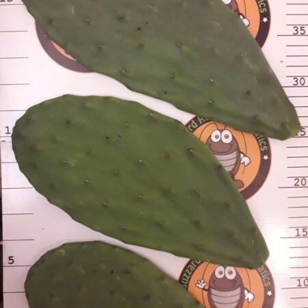 Opuntia Pads (Prickly Pear)