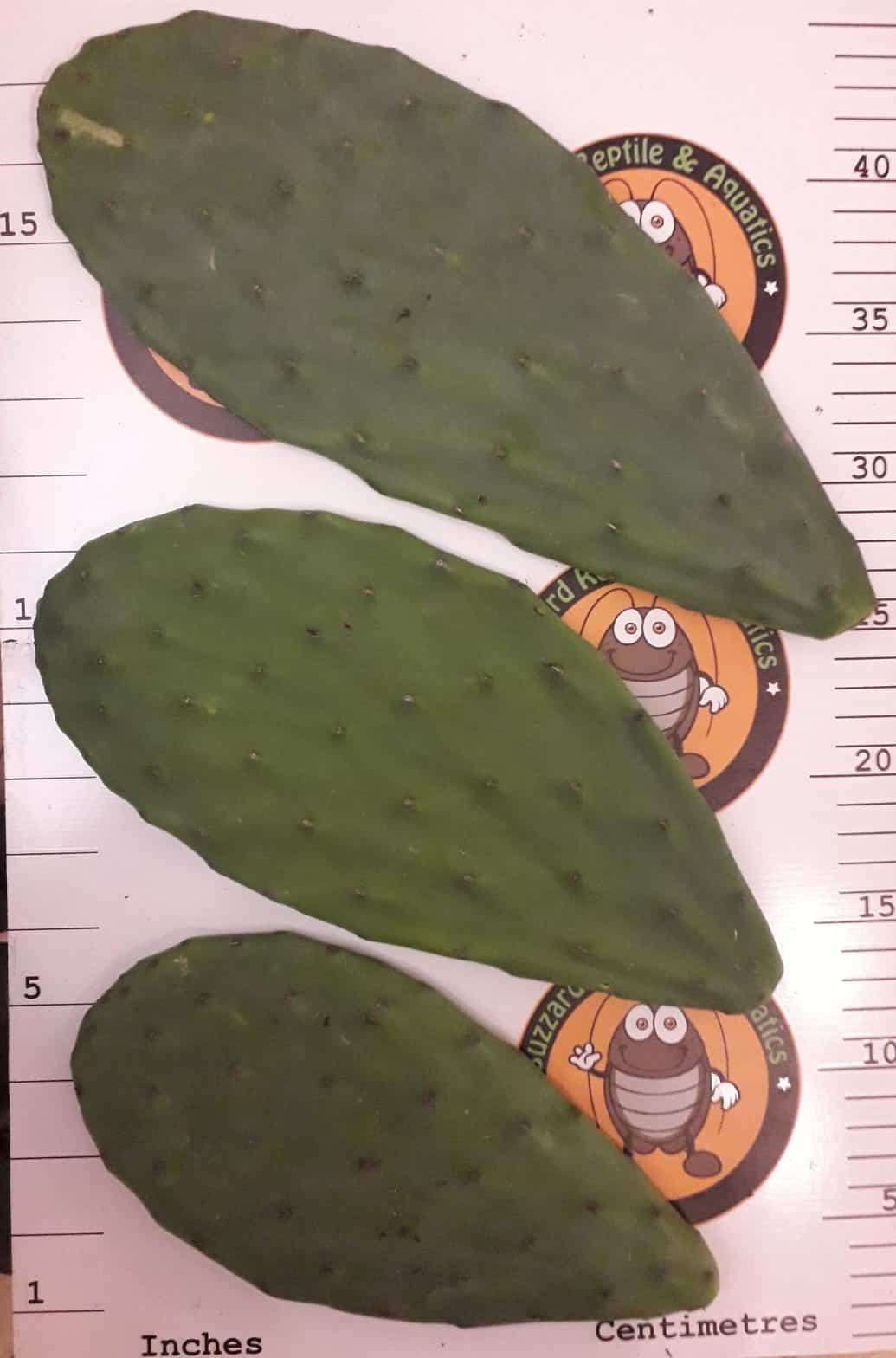 Opuntia Pads (Prickly Pear)