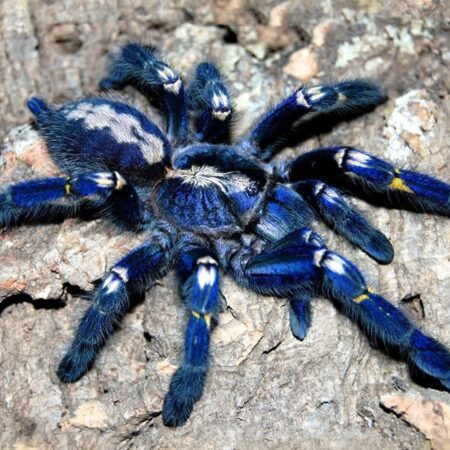 Poecilotheria metallica