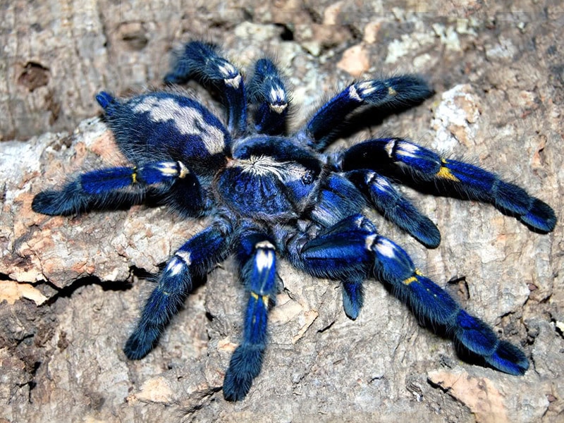 Poecilotheria metallica