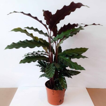 Calathea Rufibarba