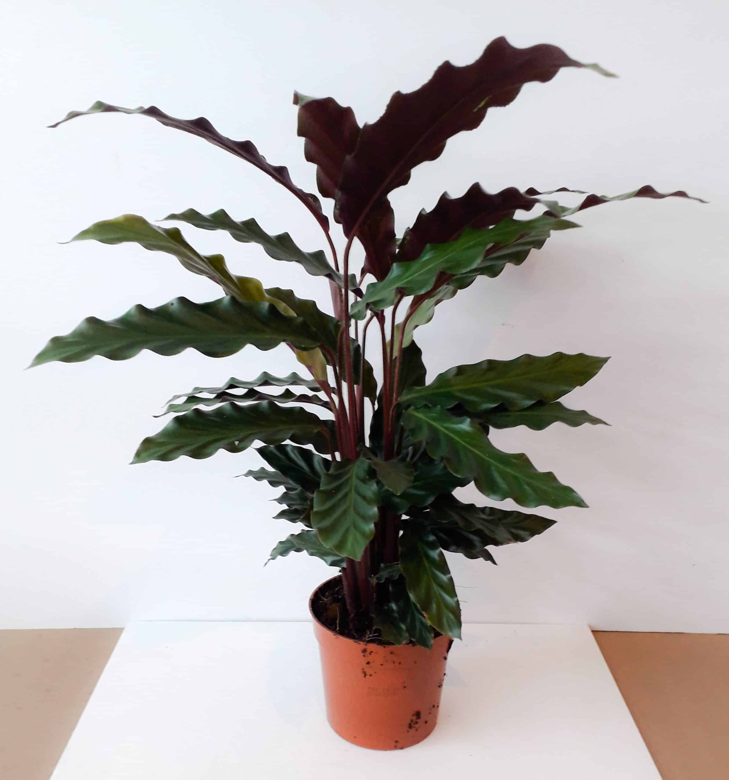 Calathea Rufibarba