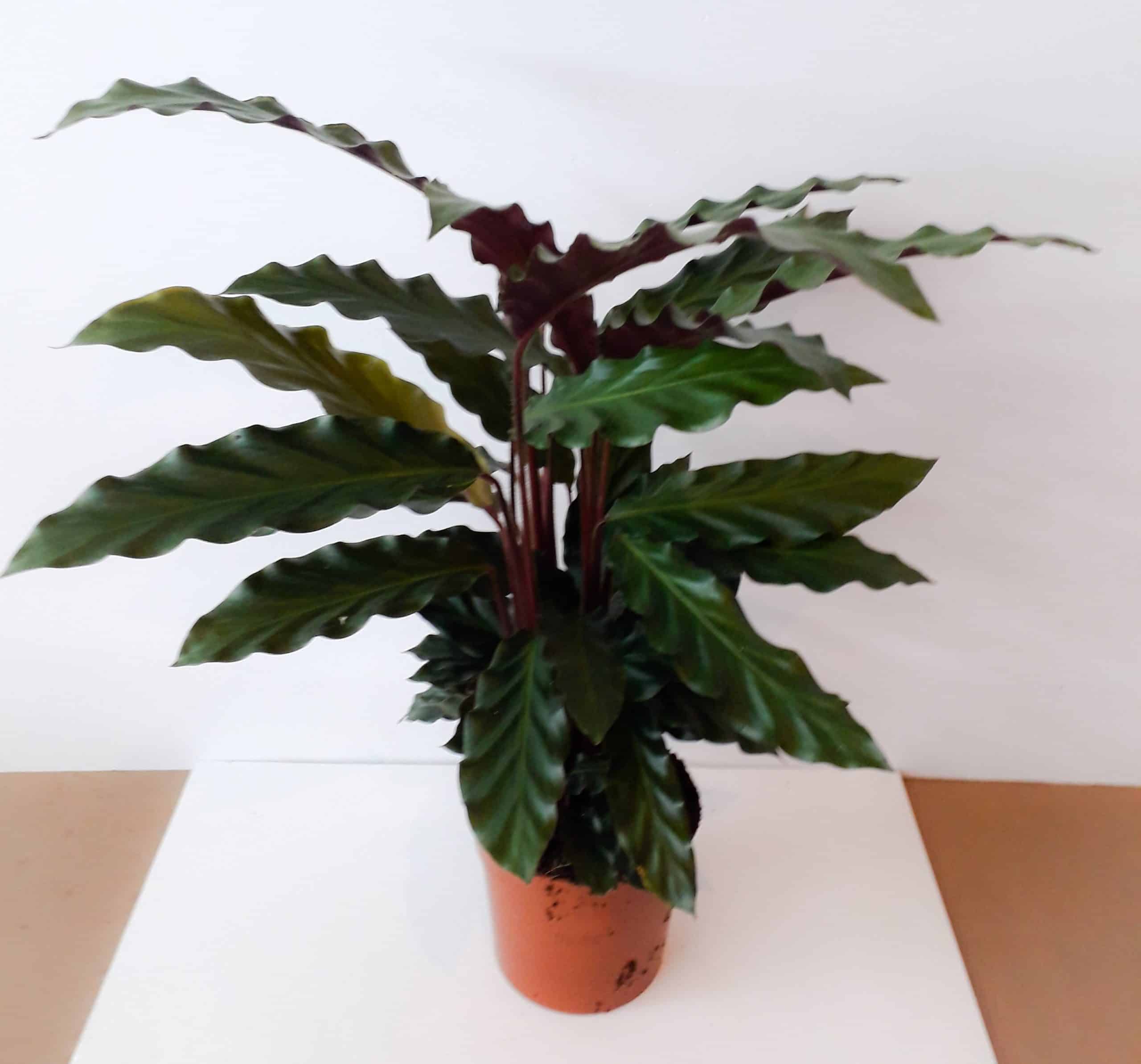 Calathea Rufibarba - Image 2