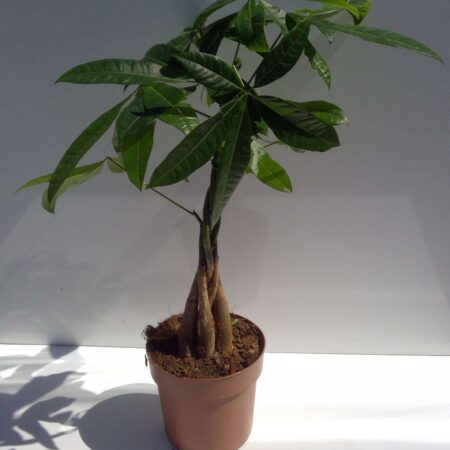 Pachira Aquatica 60cm