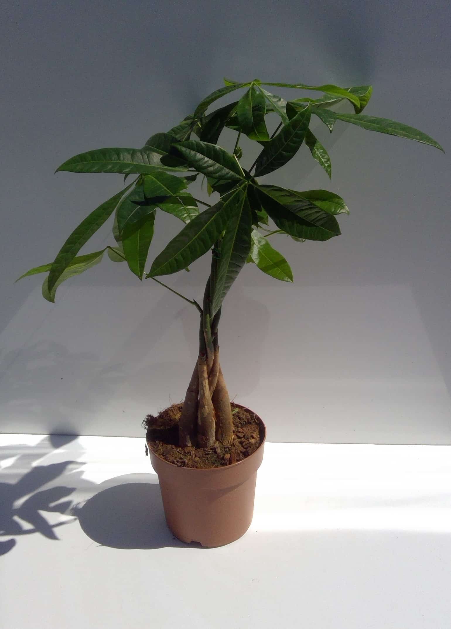 Pachira Aquatica 60cm
