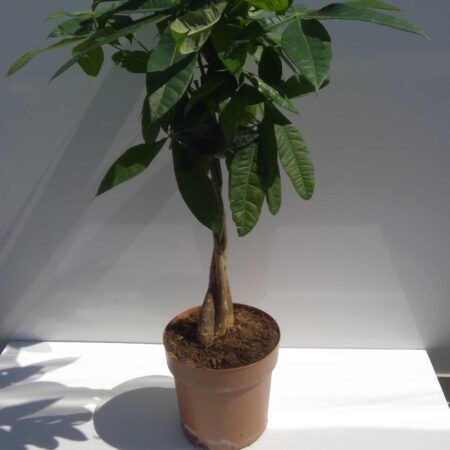 Pachira Aquatica 70cm