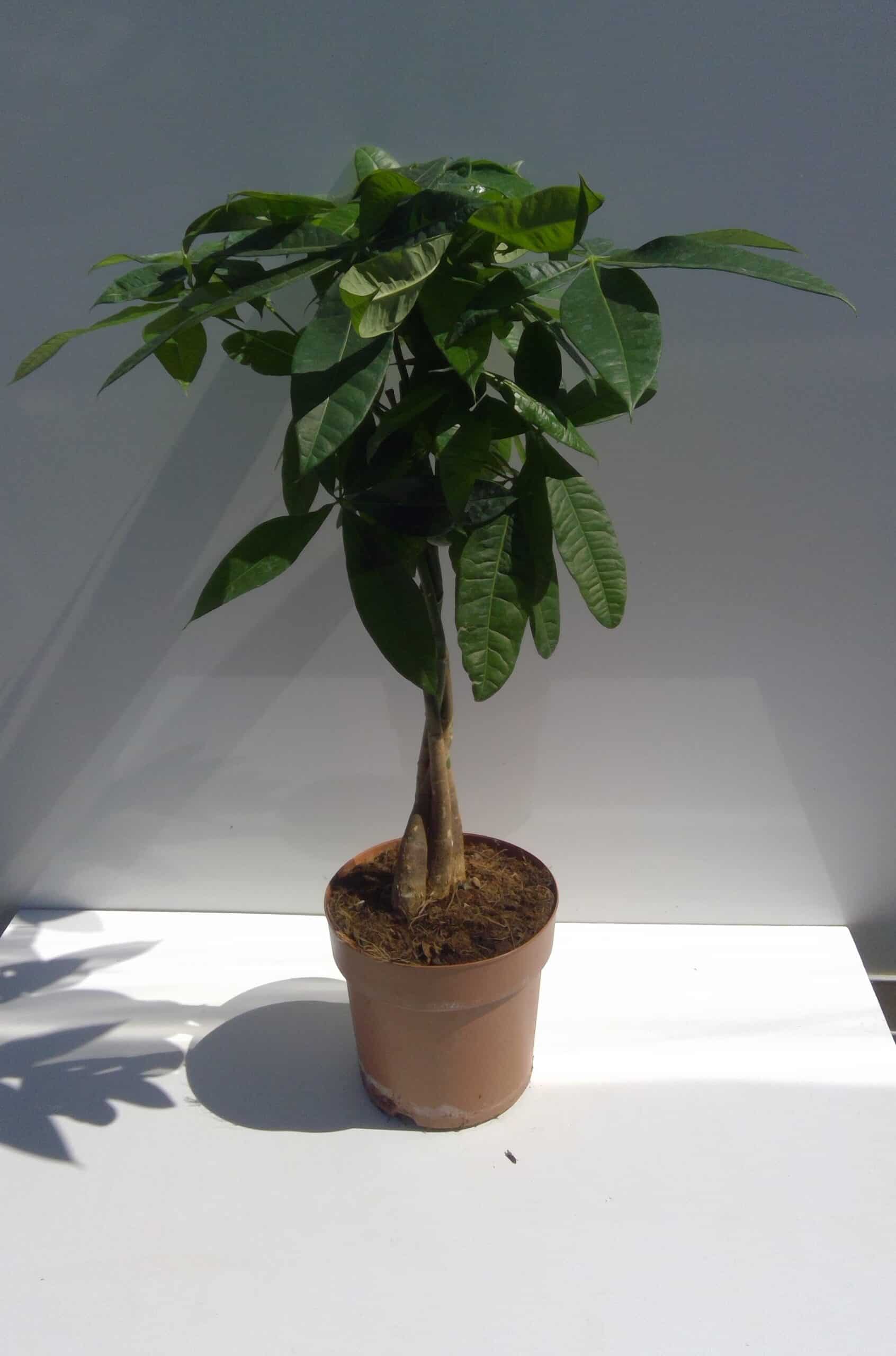 Pachira Aquatica 70cm