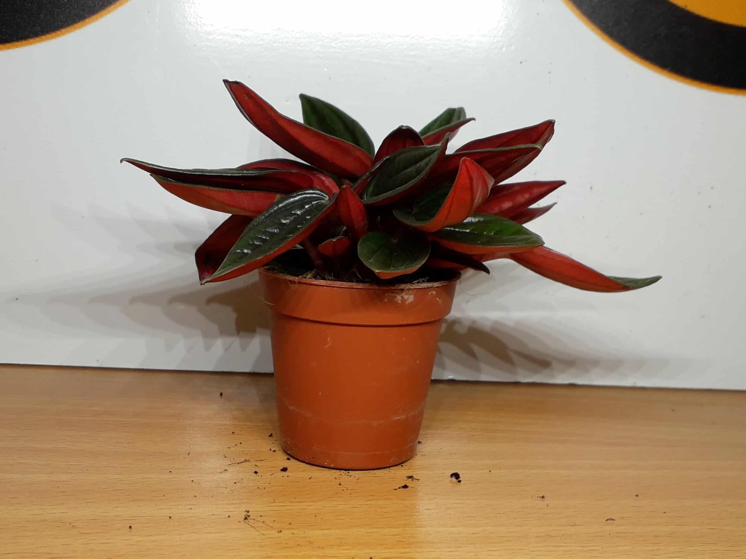 Peperomia Rosso - Image 2