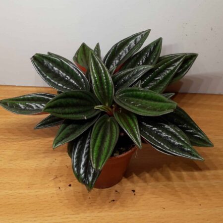 Peperomia Rosso
