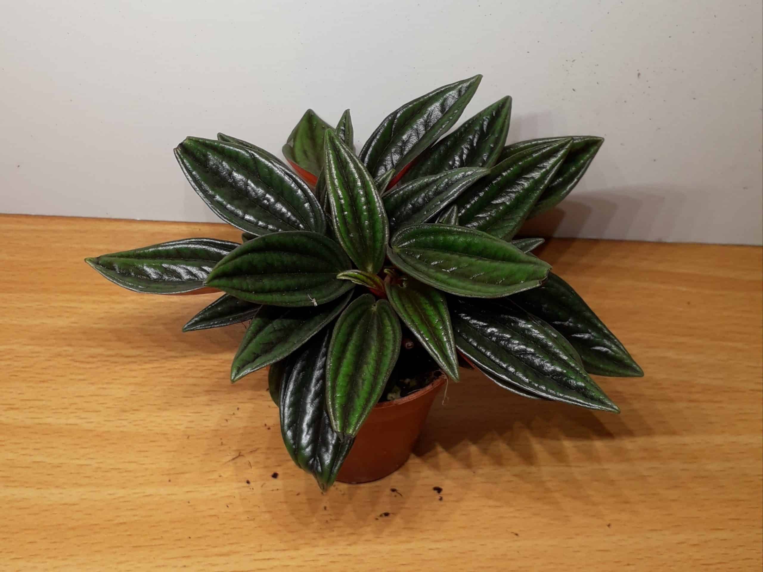 Peperomia Rosso