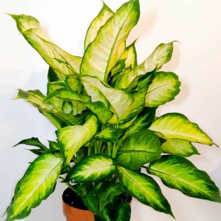 Dieffenbachia Camilla