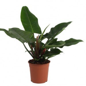 Philodendron Red Imperial