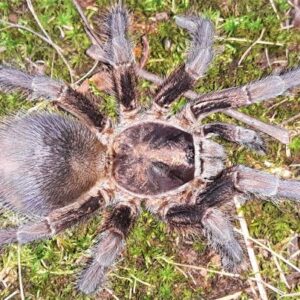 Phormictopus auratus - Cuban Bronze Tarantula