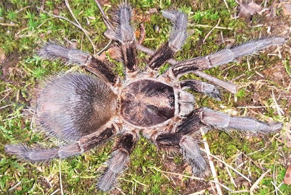 Phormictopus auratus - Cuban Bronze Tarantula