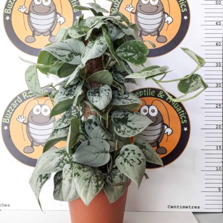 70cm Scindapsus Pictus Mosspole