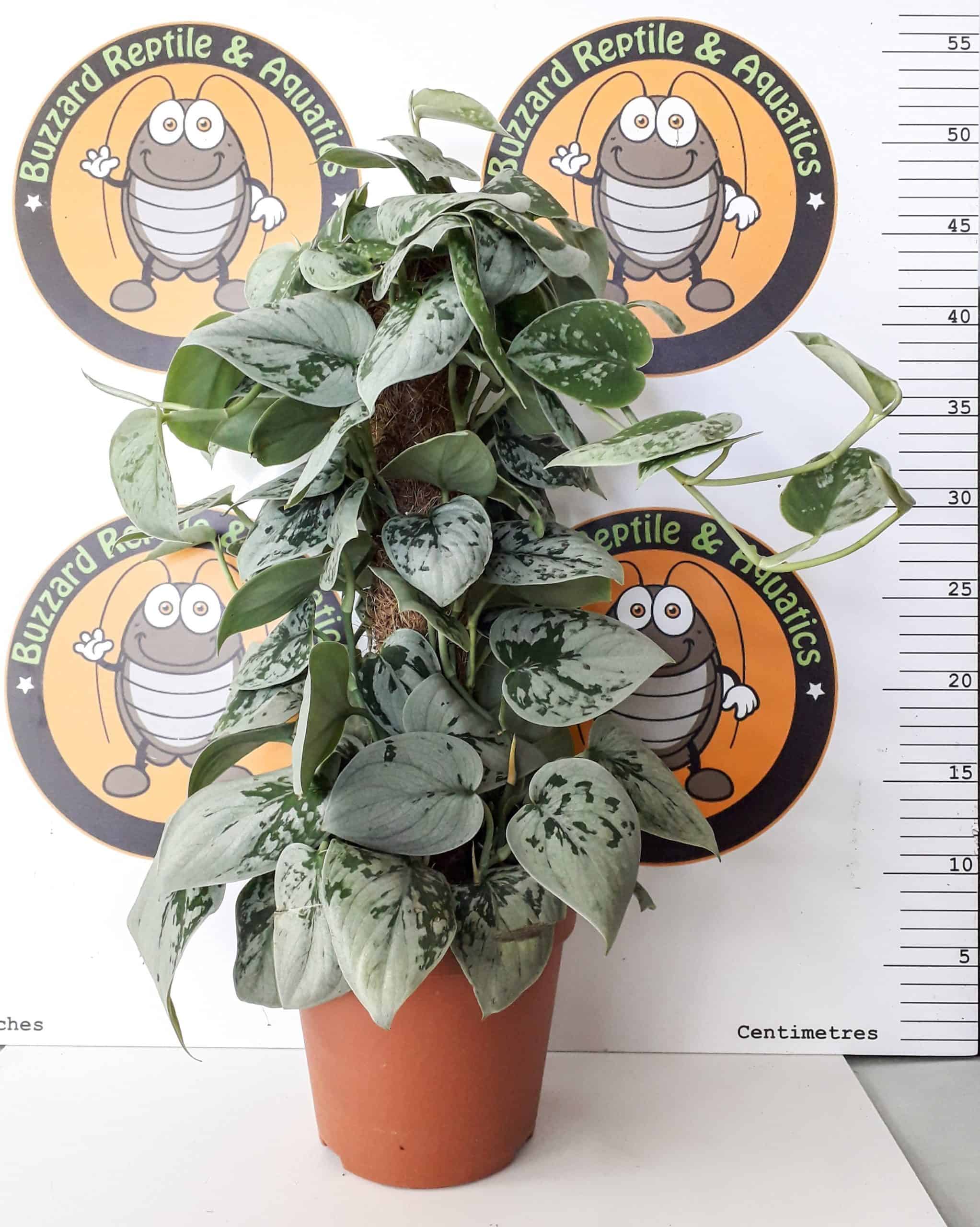 70cm Scindapsus Pictus Mosspole