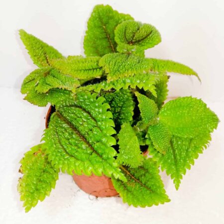 Pilea Mollis