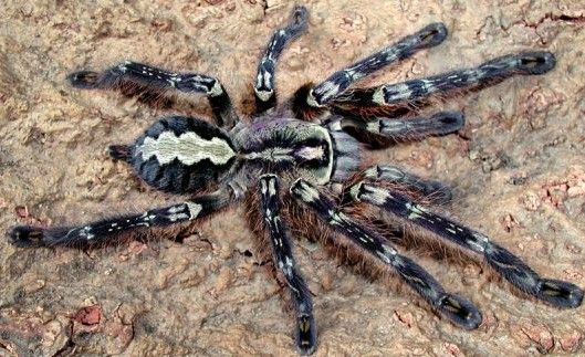 Poecilotheria Fasciata