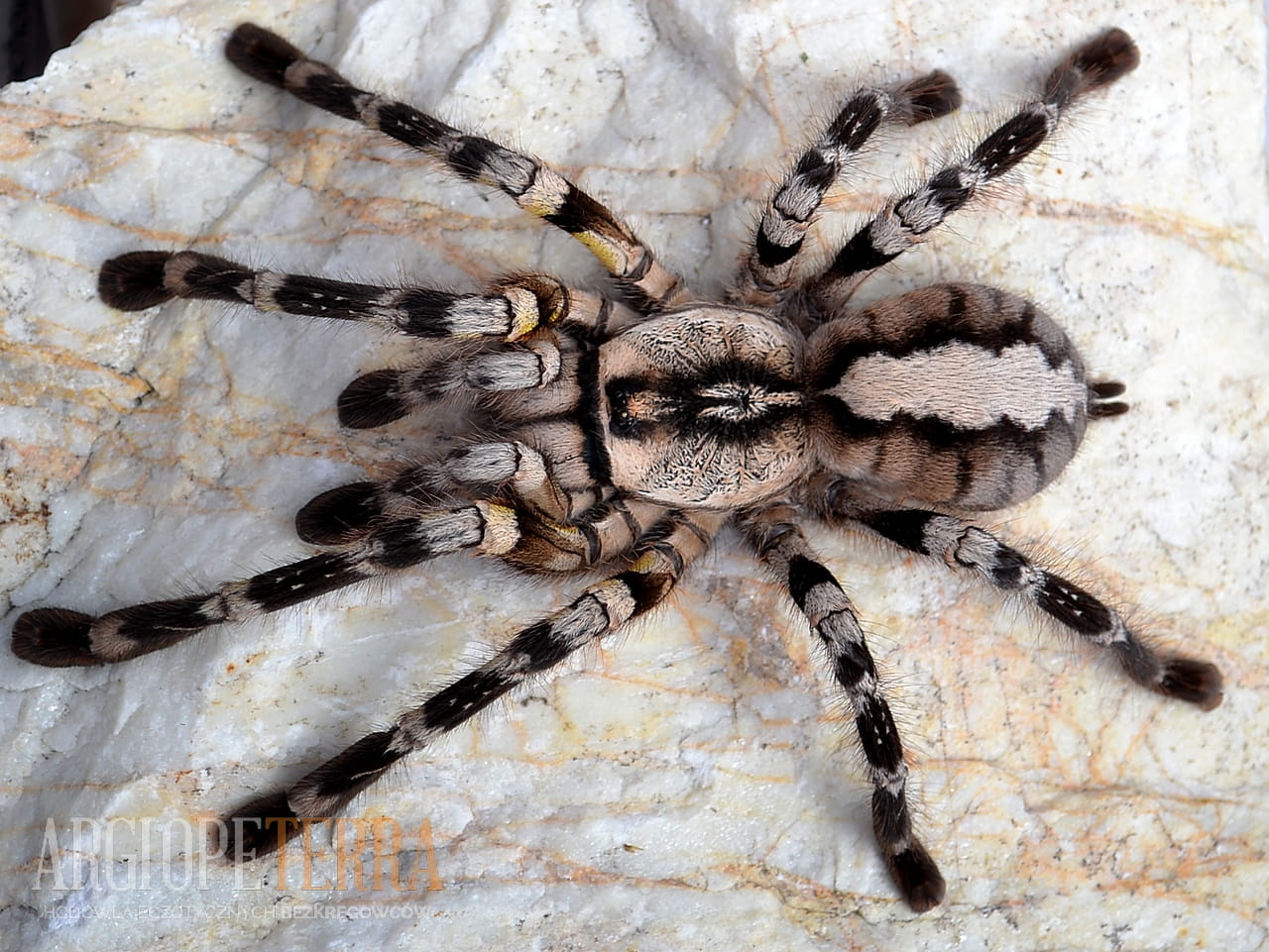 Poecilotheria Regalis