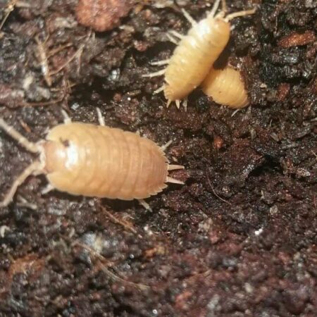 Porcellio laevis Orange Woodlice