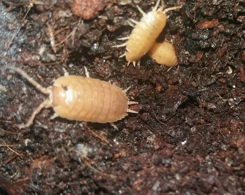 Porcellio laevis Orange Woodlice