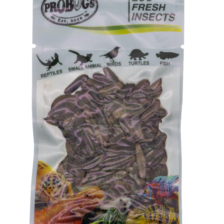 ProBugs Eco Fresh Black Soldier Fly Larvae