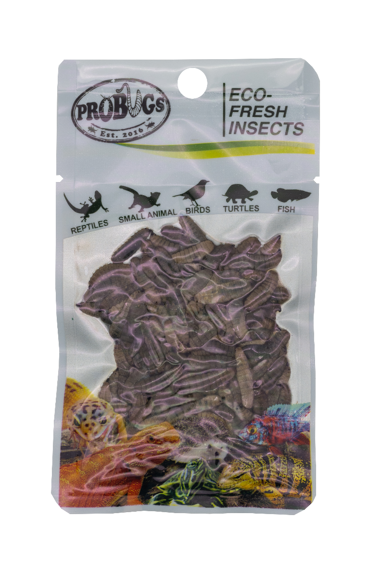 ProBugs Eco Fresh Black Soldier Fly Larvae