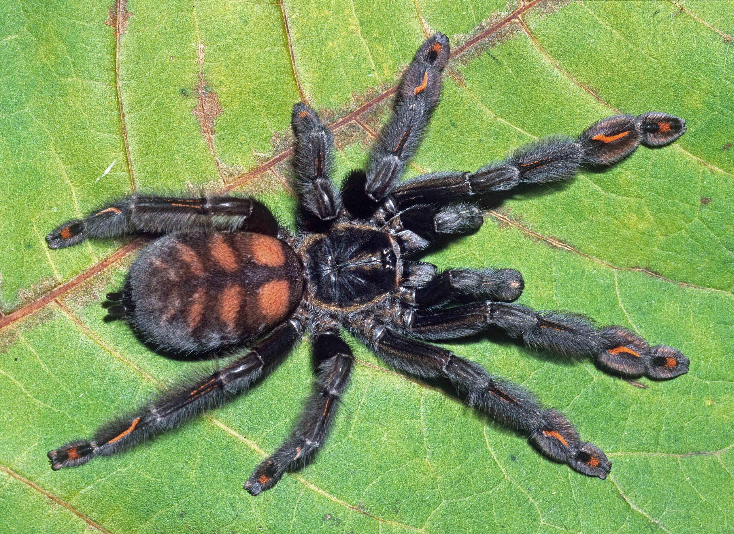 Psalmopoeus Irminia