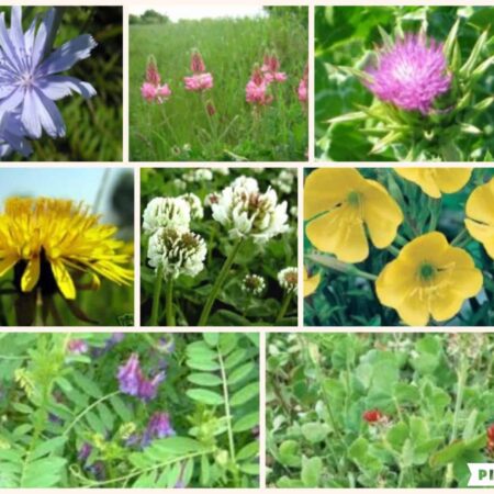 Herbie Mix - Quick Growing Tortoise Seed Mix