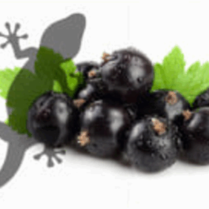 Pets2Wholesale Gecko Diet - Blackcurrant Blitz