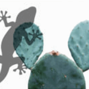 Pets2Wholesale Gecko Diet - Prickly Pear