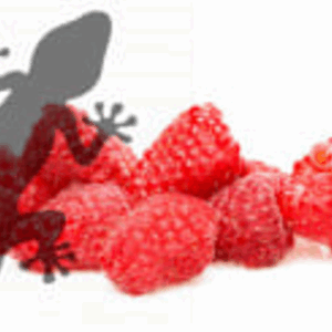 Pets2Wholesale Gecko Diet - Raspberry Ripple