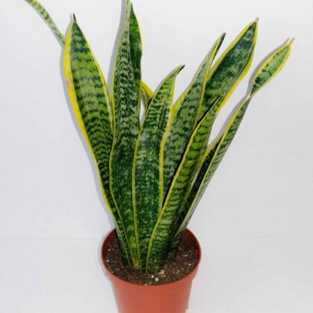 Sanseviera Laurentii