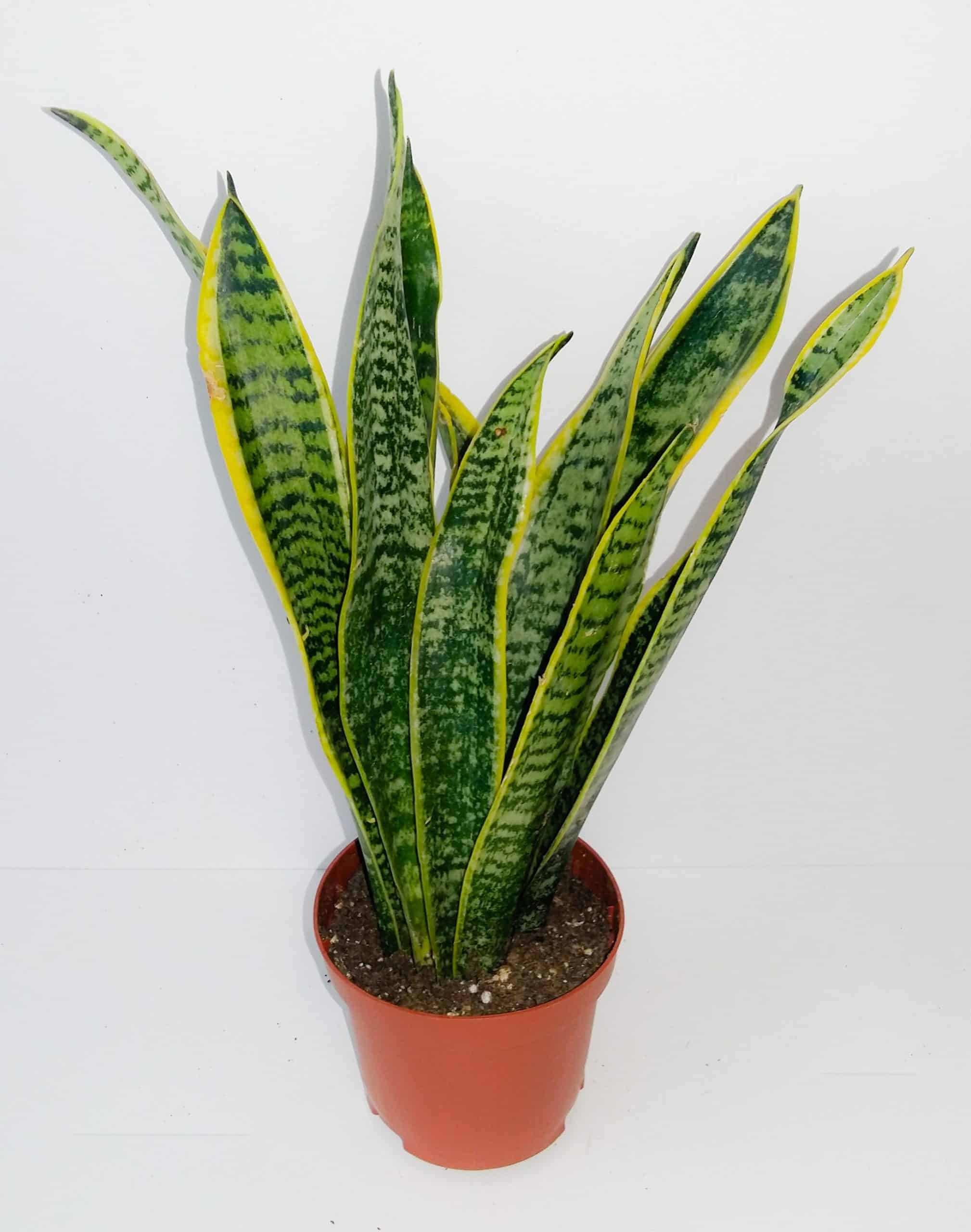 Sanseviera Laurentii