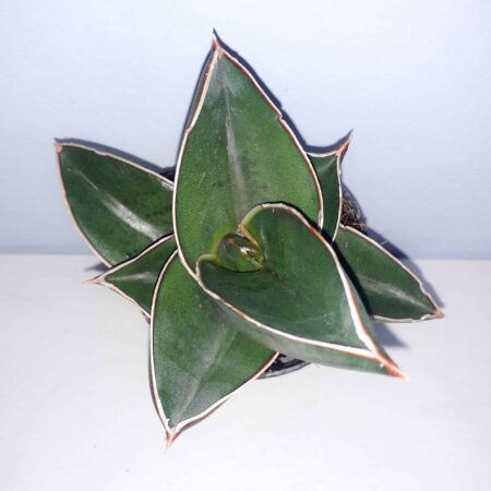 Sansevieria Sp