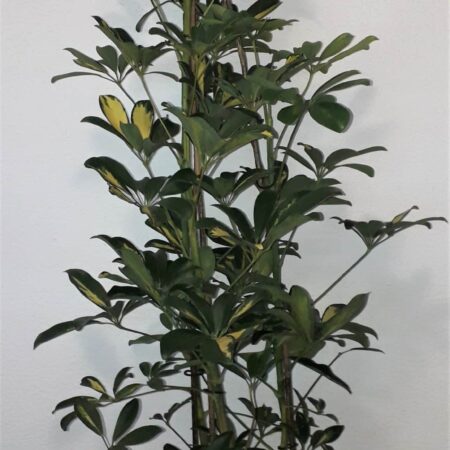 Schefflera Abricola Bicolour 100cm