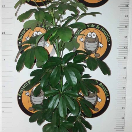 Schefflera Abricola 75cm