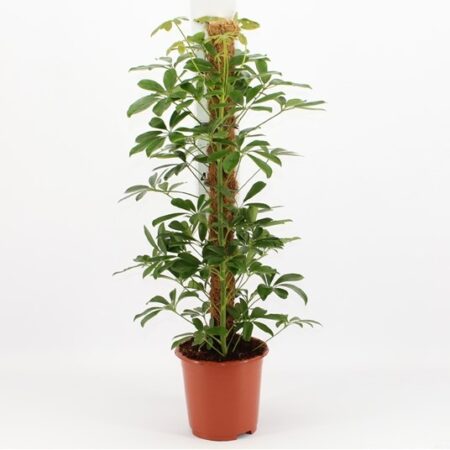 Schefflera Abricola Compacta 80cm