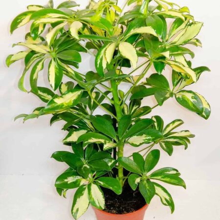 Schefflera Aboricola Bicolour