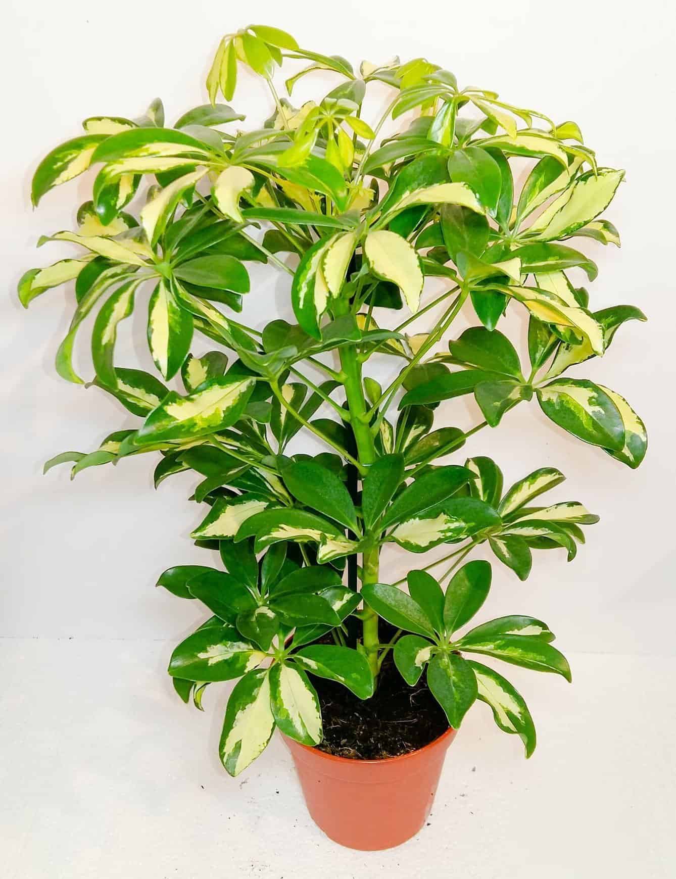 Schefflera Aboricola Bicolour