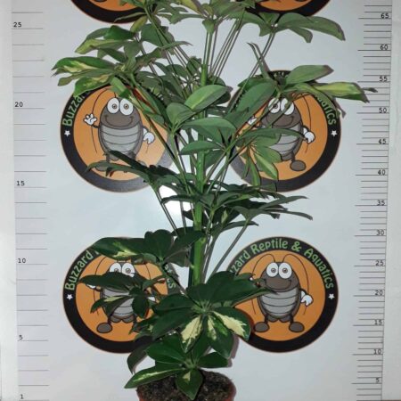 Schefflera Abricola Bicolour 80cm