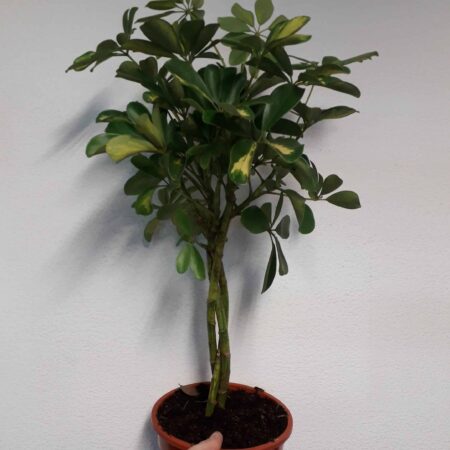 Schefflera Capella 75cm