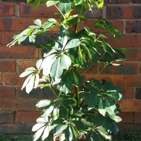 Schefflera Gold Capella