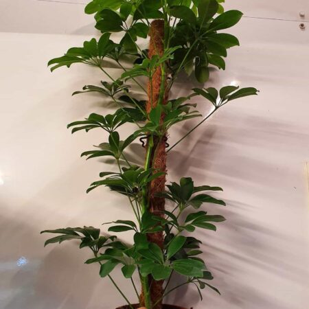 Schefflera Abricola 100cm